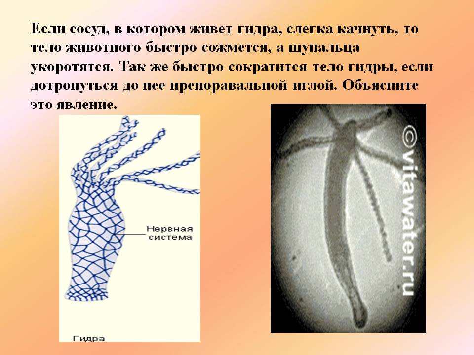 Kraken ссылка tor официальный сайт